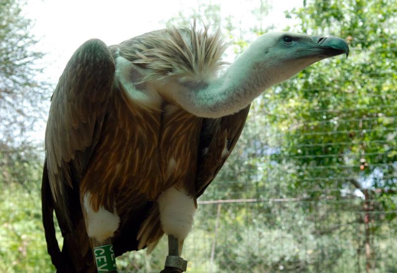 Pušteno 14 ugroženih ptica kako bi se povećala populacija koja je pred izumiranjem