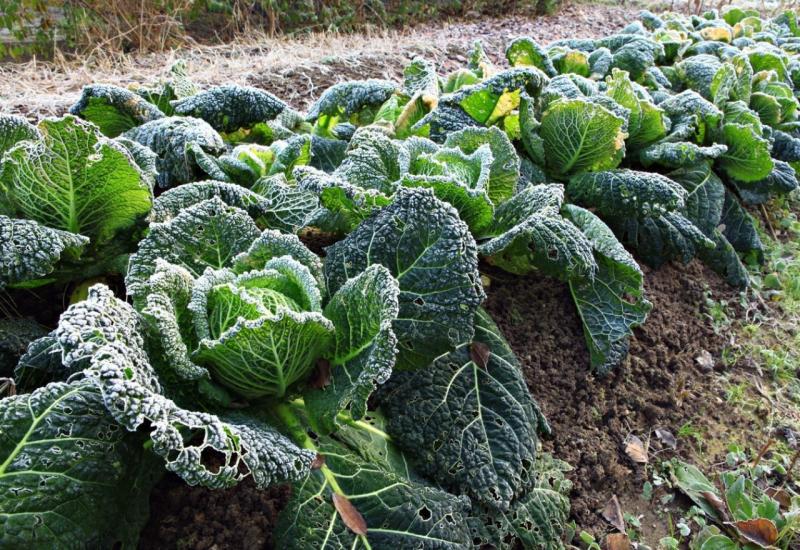 Prvi mraz: Što od povrća zaštititi i kako 