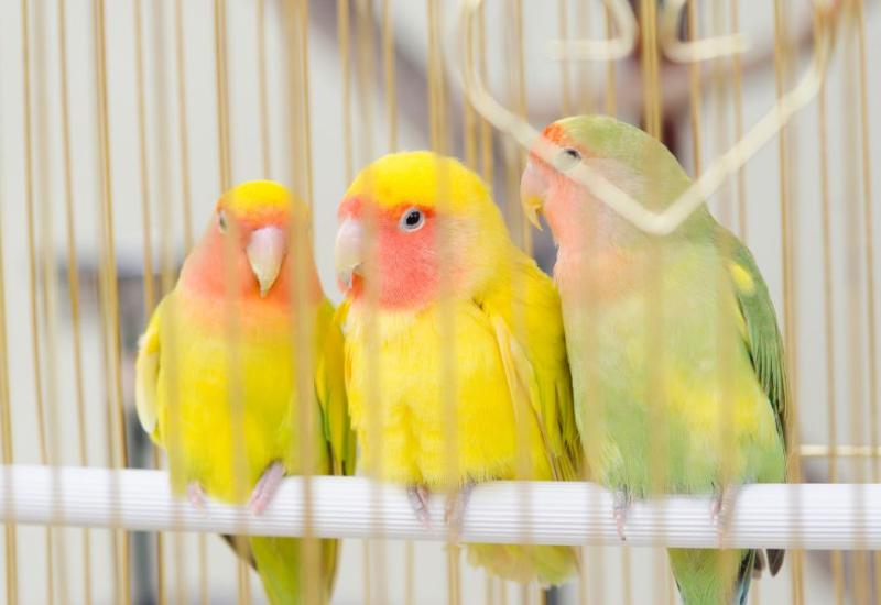 Ilustracija - papagaji u kavezu - Ovih 7 kućnih ljubimaca su idealan izbor za stan