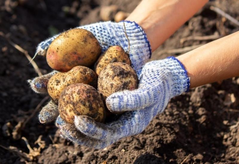 Vađenje krumpira - Sirijski krumpir preplavio BiH; uvoz ubija domaće proizvođače