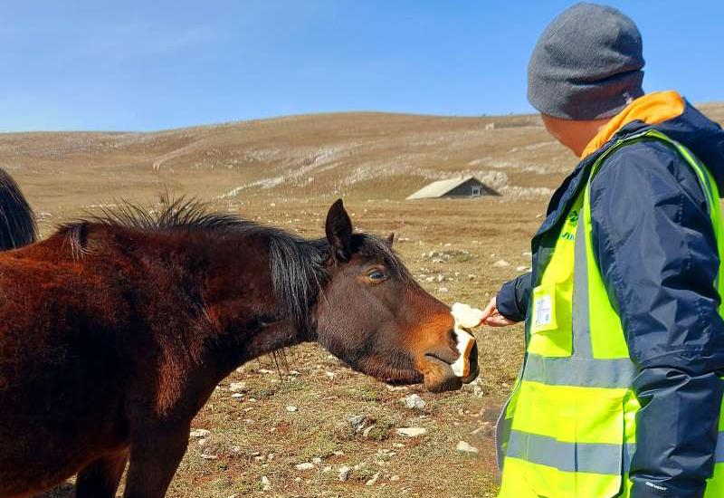 Livno: Vjetroelektrana Ivovik podržala udruženje za zaštitu divljih konja
