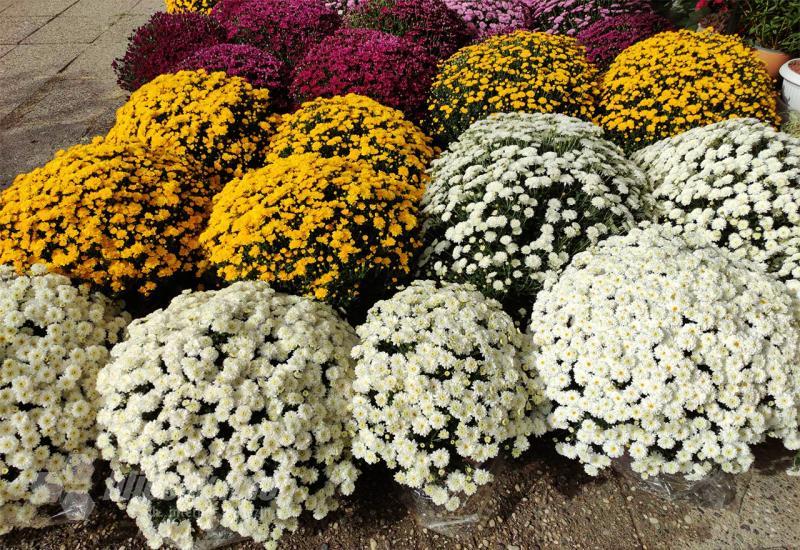 Krenula prodaja cvijeća za Dušni dan i Svi svete - ovo su cijene