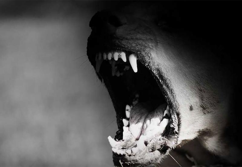 Potvrđeno – Pas napao psa i njegovog vlasnika