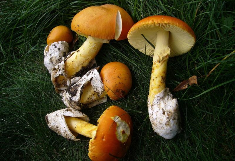 Blagva ili rujnica  - Poznati gljivar: Rujnica je ukusnija i od janjetine i prasetine 