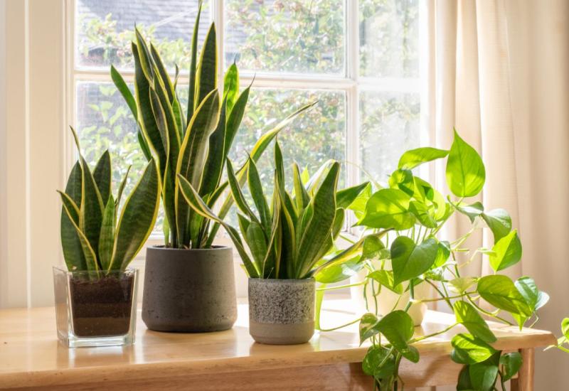 Biljke stavite na pozicije koje im najbolje odgovaraju - Nakon “ljetovanja” na balkonu pripremite svoje sobne biljke za jesen i zimu