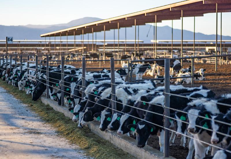 U Hercegovini se radi najsuvremenija farma - roboti će musti krave