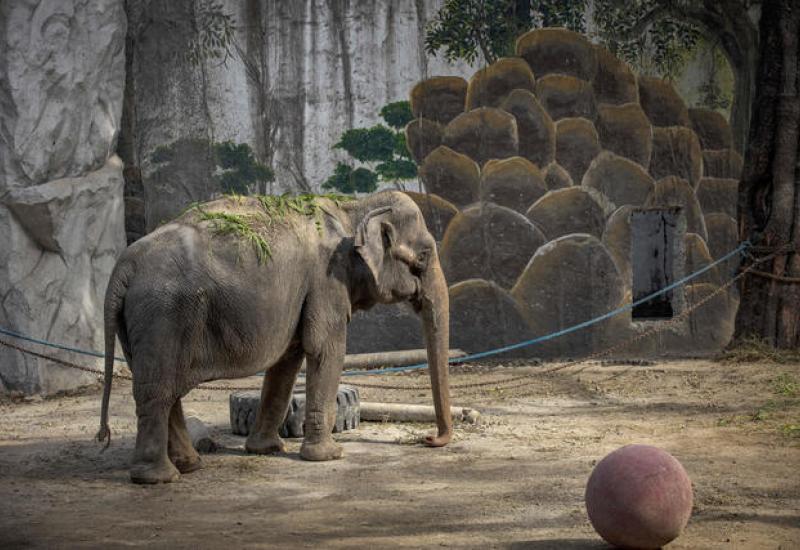 Umrla je Mali, najusamljenija i najnesretnija slonica na svijetu