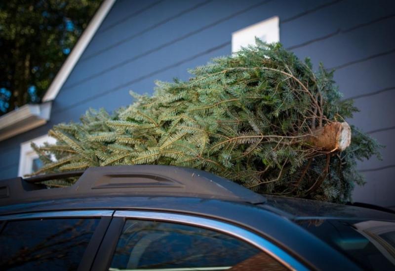 S božićnim drvcem u dom možete unijeti i do 25.000 insekata 