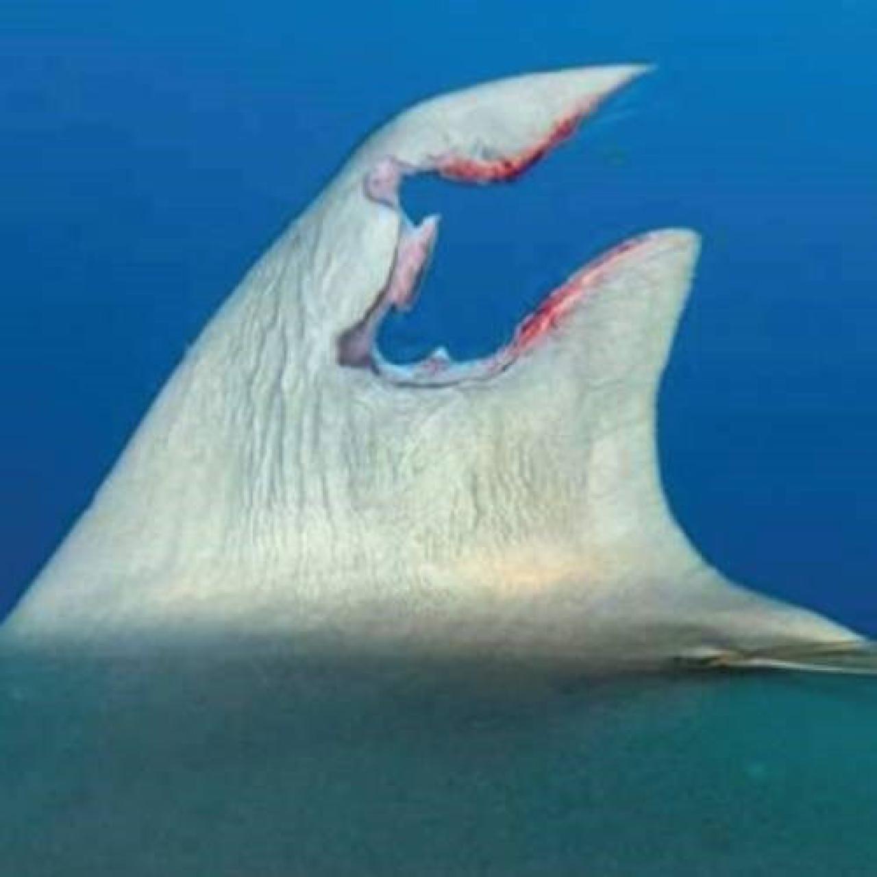 Peraja morskog psa - FOTO | Znanstvenici zbunjeni: Morskom psu se regenerirala peraja