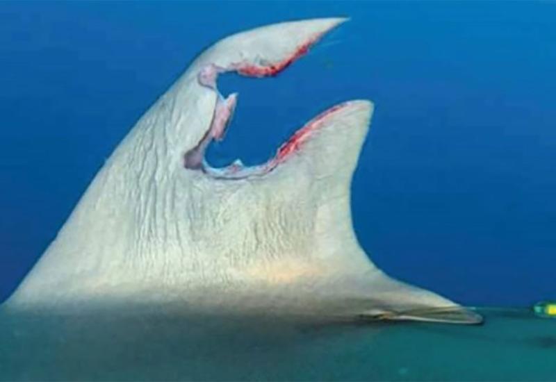 FOTO | Znanstvenici zbunjeni: Morskom psu se regenerirala peraja