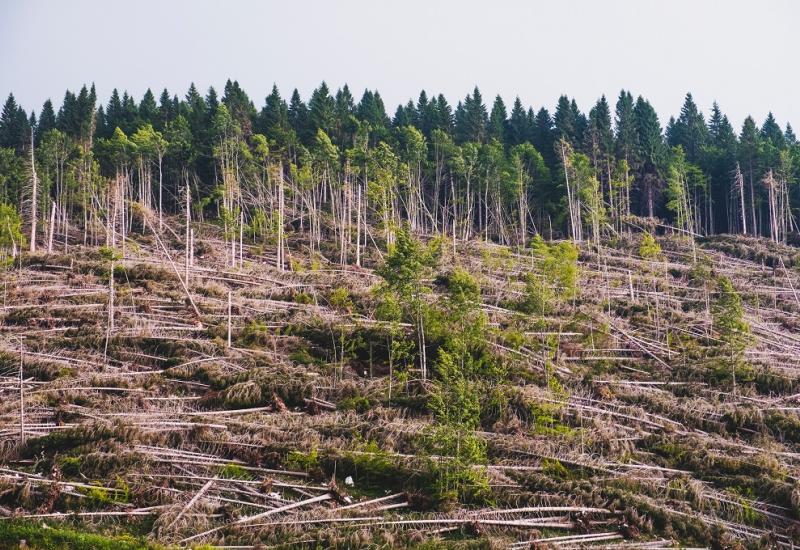 U HNŽ-u nije dobro - Hoće li nam šume preživjeti?