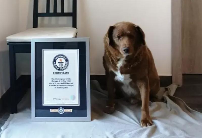 Guinness pokreće istragu oko titule najstarijeg psa na svijetu