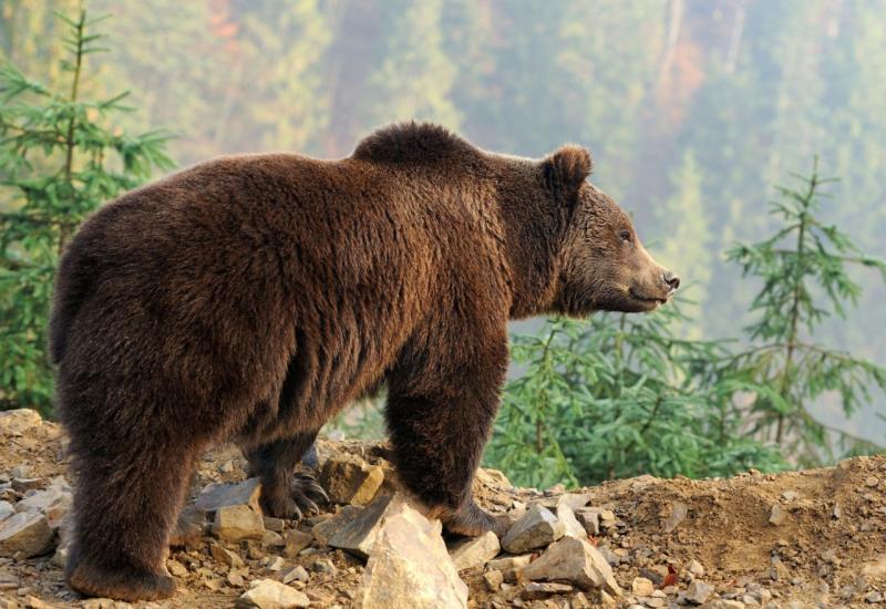 Migrante napao medvjed: Kako izbjeći susret u planini 