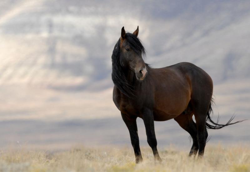 Livanjski divlji konji: Populacija koja se svake četiri godine udvostručuje