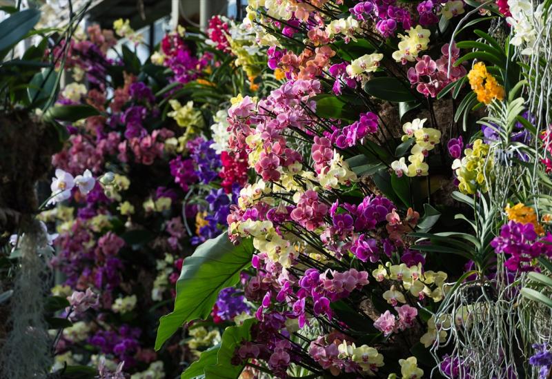 Zavirite na Festival orhideja - Raskošan i bajkovit
