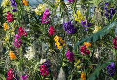 Zavirite na Festival orhideja - Raskošan i bajkovit