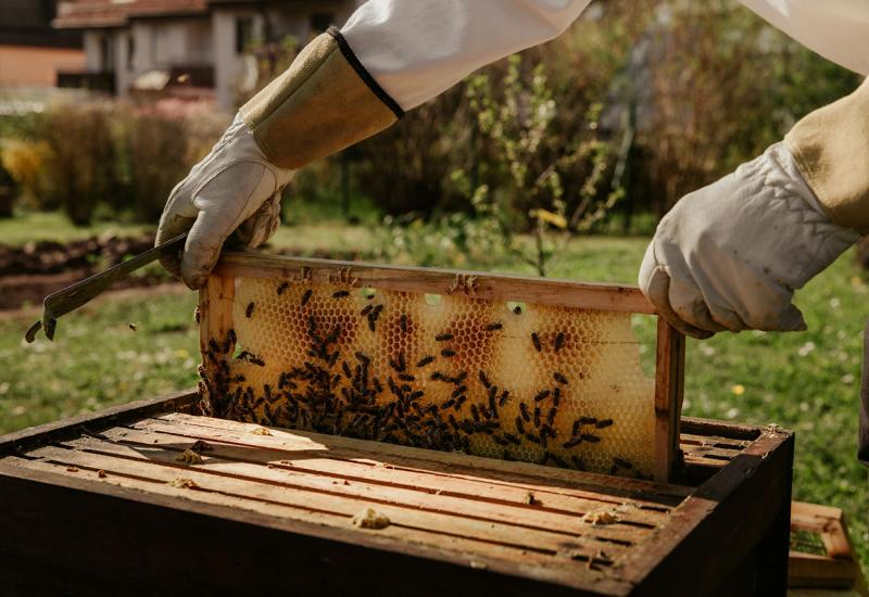 Košnice - Pao interes za domaći med; kineski se u Hercegovini prodaje za 6 KM