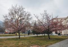 FOTO | Procvjetala stabla japanske trešnje 