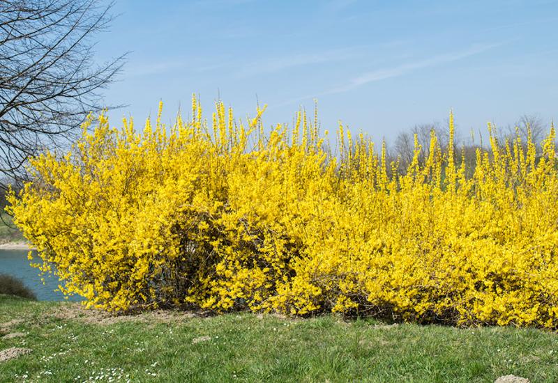 Orezuje se svake godine, odmah nakon cvatnje - Preporuka za vaše dvorište: Prekrasni grm koji najavljuje proljeće