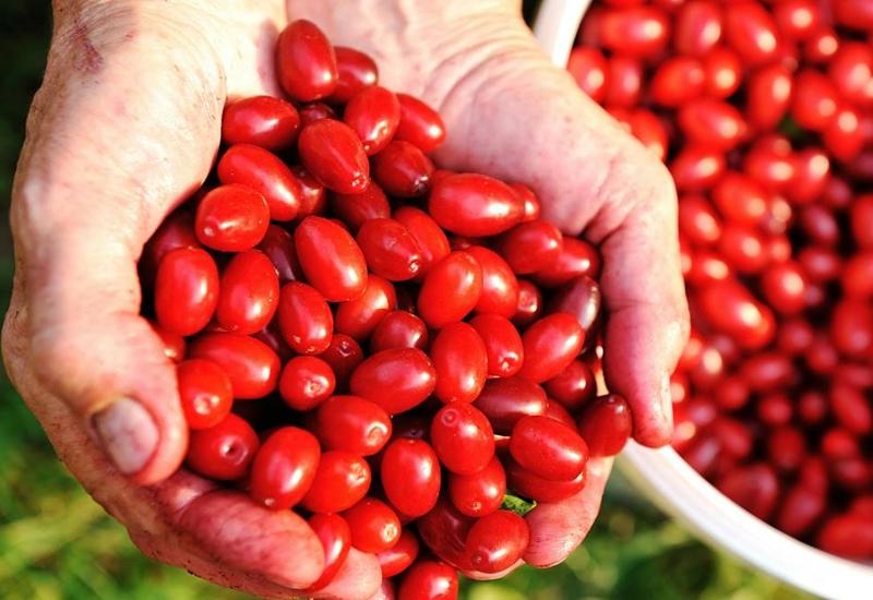 Ove crvene bobice liječe brojne tegobe, imate li ih u svojoj kuhinji?