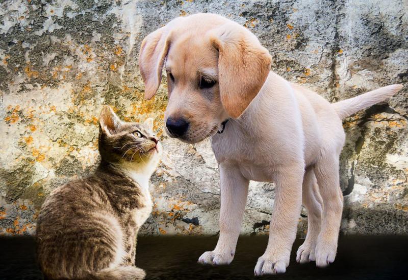 Mačka i pas - Živite li s psom ili mačkom, tko vam je korisniji za mozak