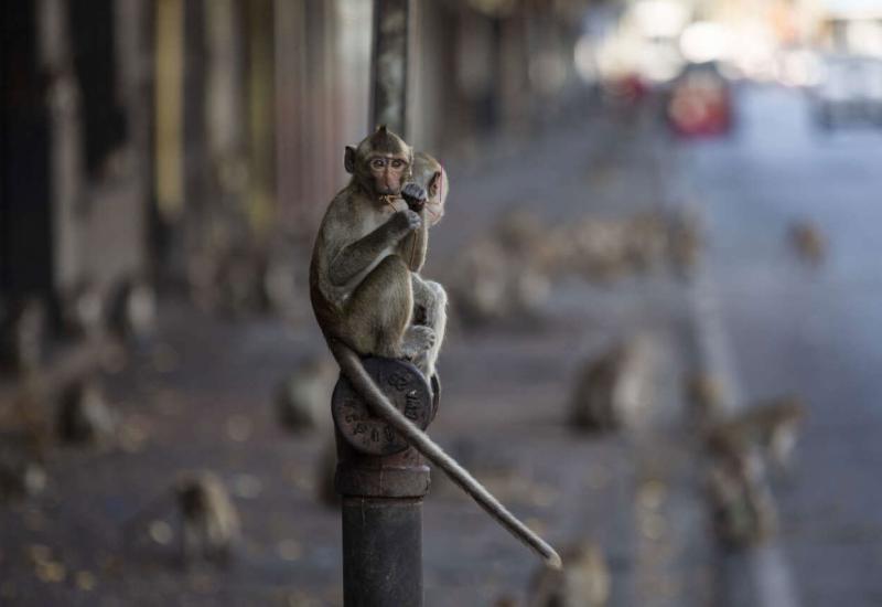 VIDEO Ovo je grad kojim vladaju majmuni