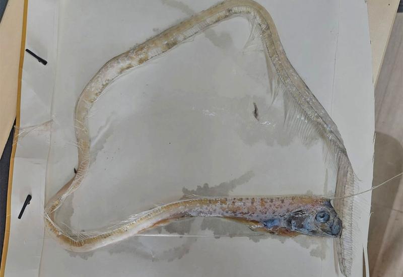 Divovske ribe pronađene u Jadranu