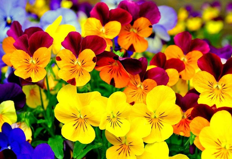 6 vrsta cvijeća koje se sadi u rano proljeće