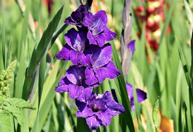 Danas je poznato oko 2.000 sorti gladiole - 6 vrsta cvijeća koje se sadi u rano proljeće