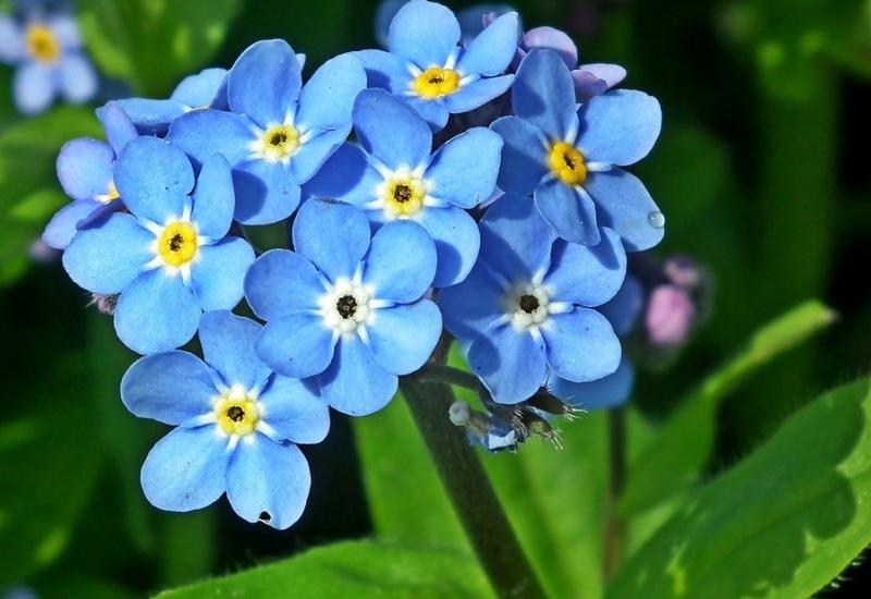 Potočnica se ističe od drugih cvjetova svojom plavom bojom - 6 vrsta cvijeća koje se sadi u rano proljeće