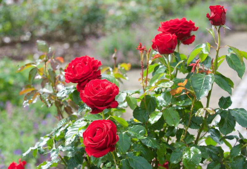 Ruža će vas nagraditi cvjetnim obiljem - Ruže nisu slučajno kraljice u vašem vrtu, evo kako saditi i održavati ovu ljepoticu
