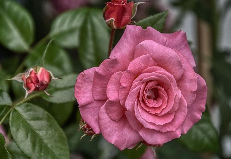 Ruže nisu slučajno kraljice u vašem vrtu - Ruže nisu slučajno kraljice u vašem vrtu, evo kako saditi i održavati ovu ljepoticu