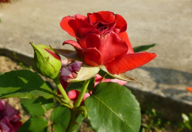 Svoju popularnost ruža duguje svojoj ljepoti - Ruže nisu slučajno kraljice u vašem vrtu, evo kako saditi i održavati ovu ljepoticu
