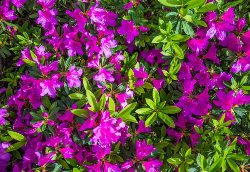Prelijepa fuksija ponovo postaje popularna i idealna je za vaš vrt, evo kako je uzgajati