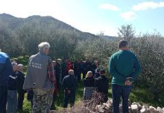 Hercegovački maslinari u Neumu učili o rezidbi maslina