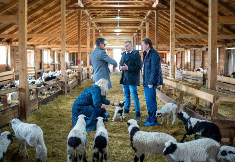 Kroz sustav krava-tele poljoprivredni proizvođači Kupresa povukli od 1,5 milijuna KM
