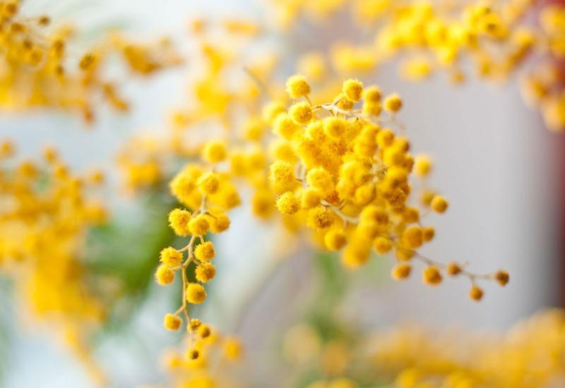 Prekrasne mimoze: Potrebna su joj vruća i sunčana ljeta, a evo kako ih uzgojiti u vrtu