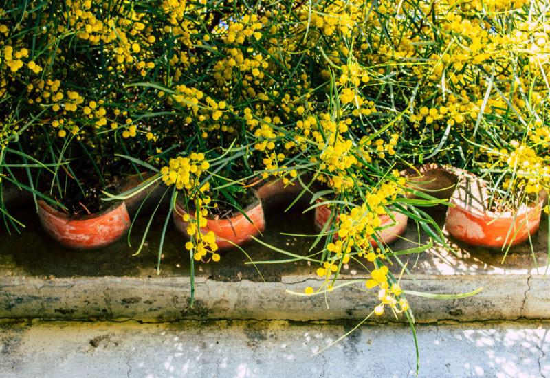Ljeti i u slučaju vrućeg vremena preporučuje se zalijevanje navečer  - Prekrasne mimoze: Potrebna su joj vruća i sunčana ljeta, a evo kako ih uzgojiti u vrtu
