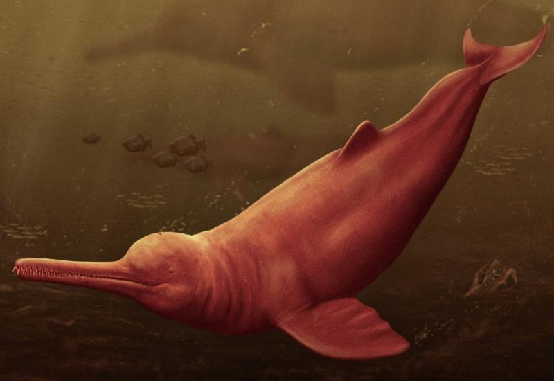 Pronađen fosil 16 milijuna godina starog riječnog delfina
