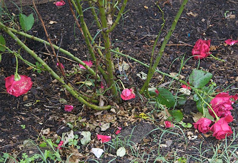 Polomljene ruže (ilustracija) - Sudar u Čeljevu: Ozlijeđena jedna osoba, oštećen zid, travnjak, 2 masline i ruže
