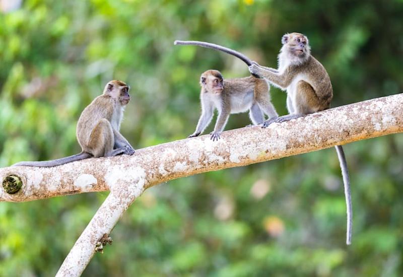 Majmuni, ilustracija - Znanstvenici objasnili zašto ljudi nemaju rep