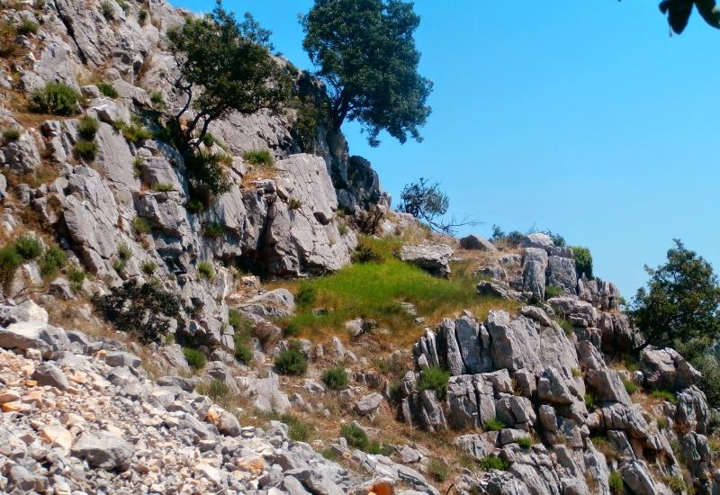 Čudesno otkriće u Hercegovini - rijetke divlje masline, daorska akropola, tajni prolazi... 