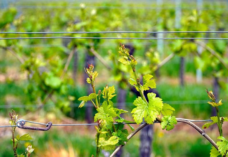 Preporuka vinogradarima - Zaštitite vinograde od plamenjače