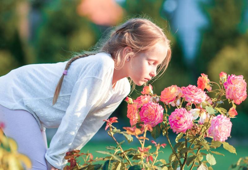 5 pravila uz koja možete izbjeći bolesti ruža