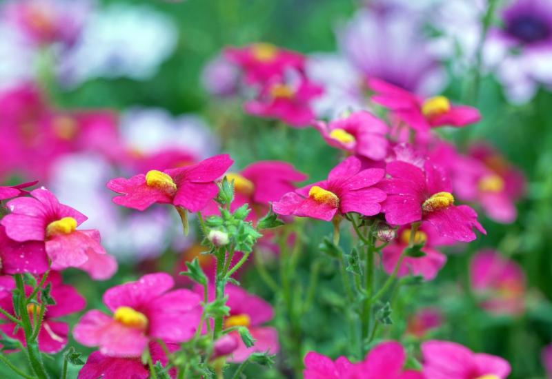 Nemezija dolazi u raznim bojama - Nemezija - Nezahtjevni cvijet stvoren za vaš balkon 