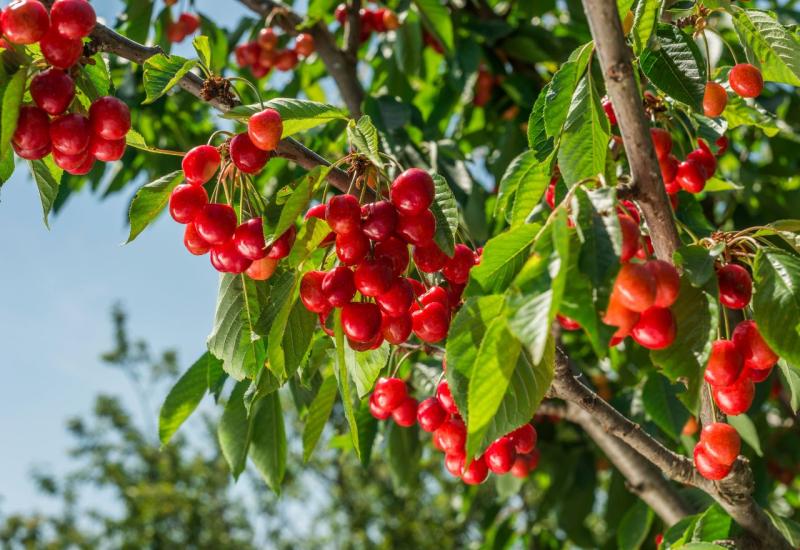  10 najboljih brzorastućih voćaka za vaš vrt