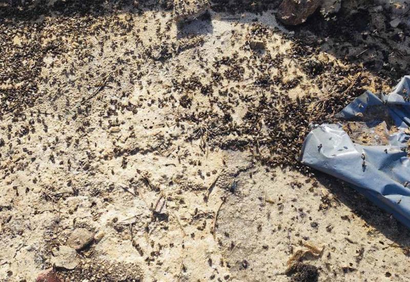 Uginule pčele - Mostarski pčelari upozoravaju: Ne ukloni li se šećer s mjesta nesreće uginut će nam milijuni pčela