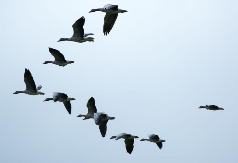 Gdje se ptice odmaraju dok lete iznad oceana?