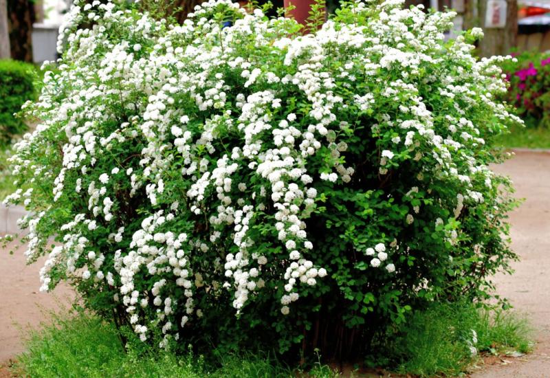 Suručica je izdržljiv i jednostavan grm za uzgoj - 10 ukrasnih grmova koji će oživjeti vaše dvorište 
