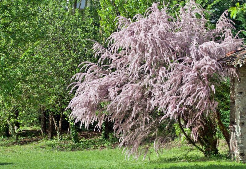 Sitnolisna tamarika cvjeta u divnim nijansama ružičaste - 10 ukrasnih grmova koji će oživjeti vaše dvorište 